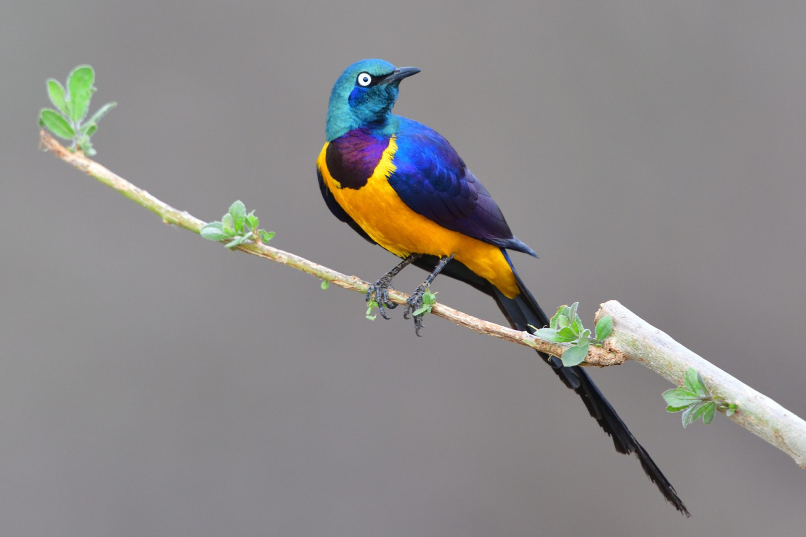 image Golden-breasted Starling